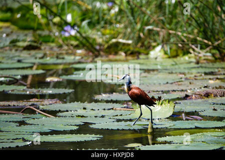 Jacana à poitrine dorée Actophilornis africanus (Afrique), dans les eaux peu profondes, Kruger National Park, Afrique du Sud Banque D'Images