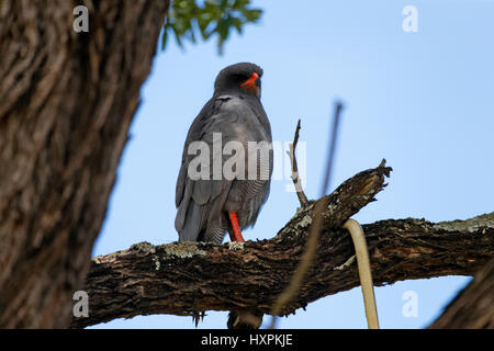 Le chant sombre Melierax metabates (Autour des palombes) perché sur branche d'arbre, Kruger National Park, Afrique du Sud Banque D'Images