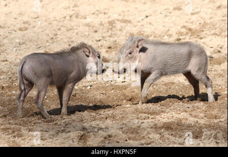 Frisky African warthog (Phacochoerus africanus) porcelets jouant et rugueux-immobilier Banque D'Images