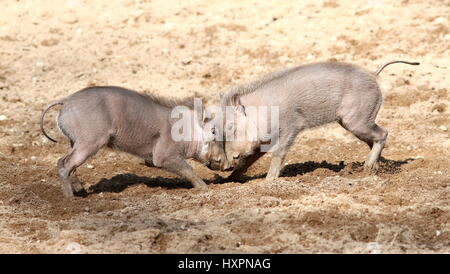 Frisky African warthog (Phacochoerus africanus) porcelets jouant et rugueux-immobilier Banque D'Images