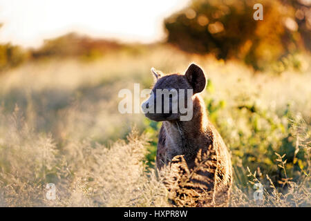 L'Hyène tachetée (Crocuta crocuta), Kruger National Park, Afrique du Sud Banque D'Images