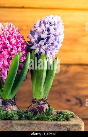 Jacinthe fleurs fraîches sur fond de bois Banque D'Images