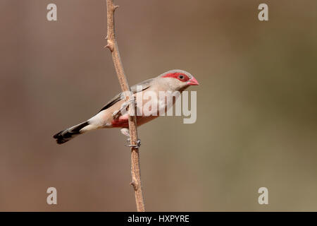 À croupion noir, waxbill Estrilda troglodytes, seul oiseau sur branche, Gambie, Février 2016 Banque D'Images