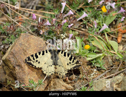 Eastern Festoon Butterfly - (Zerynthia cerisyi Allancastria) endémique ssp. cypria, endémique sur Chypre Tyne - Thymus entier Banque D'Images