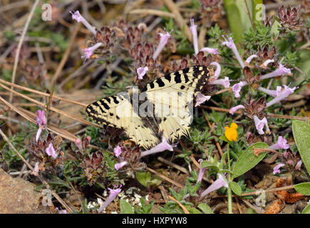 Eastern Festoon Butterfly - (Zerynthia cerisyi Allancastria) endémique ssp. cypria, endémique sur Chypre Tyne - Thymus entier Banque D'Images