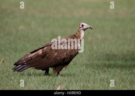 Hooded vulture Necrosyrtes monachus,, seul oiseau sur marbre, Gambie, Mars 2017 Banque D'Images