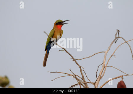 Red-throated bee-eater, Merops bulocki, seul oiseau sur branche, Gambie, Février 2016 Banque D'Images