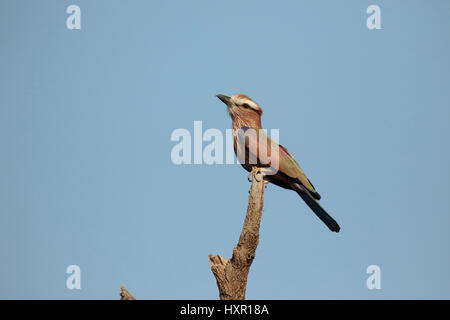 Bruant à couronne rouleau, Coracias naevia, seul oiseau sur branche, Gambie, Février 2016 Banque D'Images