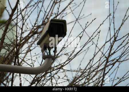 CCTV blanc installé sur l'arbre Banque D'Images