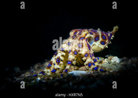 Blue-ringed Octopus (Hapalochlaena sp.) reposant sur le sable dans le Détroit de Lembeh Sulawesi Indonésie / / Banque D'Images