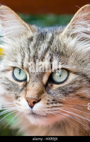 Chat des forêts sibériennes, Sibirische Waldkatze Banque D'Images