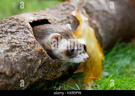 Mustela putorius furo furet,,,,Mustela putorius furo Frettchen, Banque D'Images