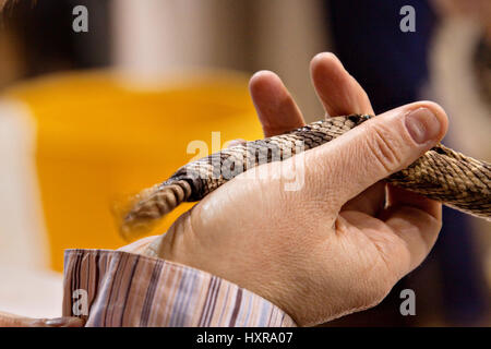 Un rattlersnake western diamondback secoue la queue bat comme un gestionnaire détient le serpent au cours de la 51e assemblée annuelle Sweetwater Texas Rattlesnake Round-Up 14 mars 2009 à Versailles. Au cours de l'événement de trois jours environ 240 000 livres de crotale seront recueillies, traites et servi à l'appui de la charité. Banque D'Images