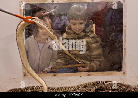 Les jeunes enfants réagissent à un western diamondback rattler durant la 51e assemblée annuelle Sweetwater Texas Rattlesnake Round-Up 14 mars 2009 à Versailles. Au cours de l'événement de trois jours environ 240 000 livres de crotale seront recueillies, traites et servi à l'appui de la charité. Banque D'Images