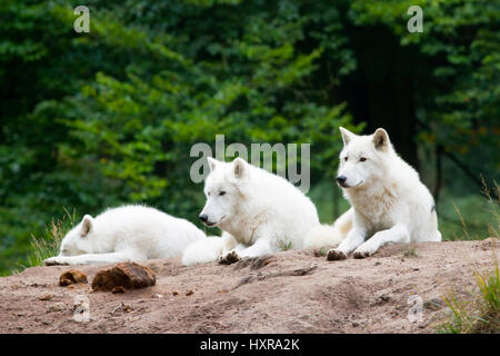 Les loups de la toundra, Canis lupus albus, par publication se vanter : vieux jeu park Fasanerie Klein-Auheim, Tundrawölfe,Canis lupus albus, bei Veröffentlichung angeb Banque D'Images