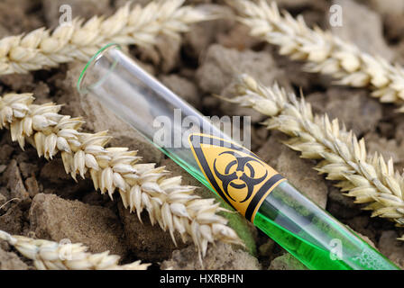 Tube à essai avec la biologie symbole de danger et les épis de blé, blé génétique, Biogefährdung-Symbol Weizenähren Reagenzglas mit und, Gen-Weizen Banque D'Images