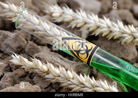 Tube à essai avec la biologie symbole de danger et de l'oreille de blé, blé génétique, Biogefährdung-Symbol Weizenähre Reagenzglas mit und, Gen-Weizen Banque D'Images