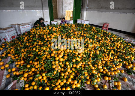 Yangshuo, Guangxi, Chine - 31 mars 2010 : gros tas d'oranges dans la maison d'emballage, les femmes chinoises trié et traité les agrumes, et emballez-les dans Banque D'Images