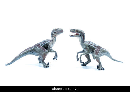 Deux grands dinosaures Velociraptor toy en face de l'autre isolé sur fond blanc - vue latérale Banque D'Images