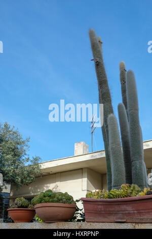 Cactus en pot dans le jardin, avec un ciel bleu. Banque D'Images