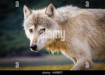 Un loup gris le long des côtes de Port géographique Katmai National Park près de King Salmon, Alaska Banque D'Images