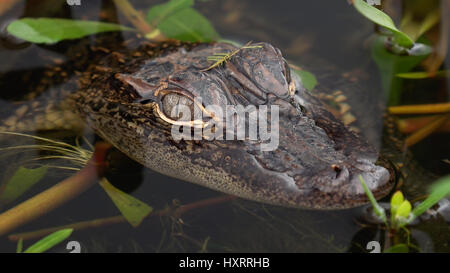 Close-up of baby / alligator juvénile en Louisiane le long de la faune des marais de Canards pilets rouler à Cameron Prairie National Wildlife Refuge en Louisiane Banque D'Images