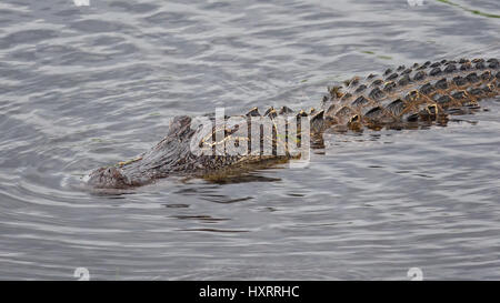 Alligator nage dans le long de la faune des marais de Canards pilets entraînement à Cameron Prairie National Wildlife Refuge en Louisiane Banque D'Images