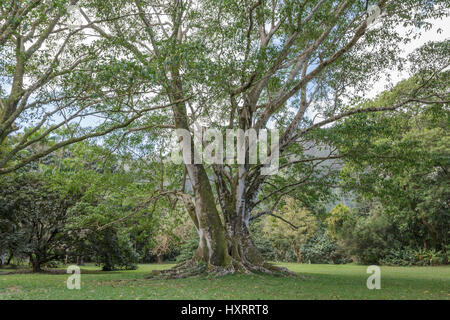 Ho'omaluhia Botanical Gardens sur le côté au vent d'Oahu, Hawaii Banque D'Images