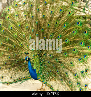 Une photo d'un carré royal peacock afficher sa queue dans le parc du Retiro à Madrid, Espagne Banque D'Images