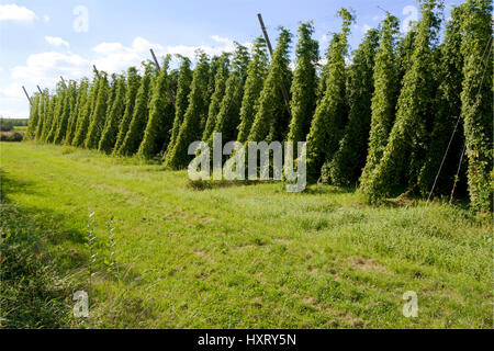 Domaine de sauts à la fin de l'été, prêts à être récoltés et utilisés pour la bière. Banque D'Images