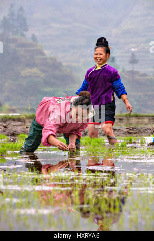 Xijiang village miao, province de Guizhou, Chine - 18 avril 2010 : deux femmes agriculteurs planté des plants de riz dans le sud-ouest de la Chine. Banque D'Images