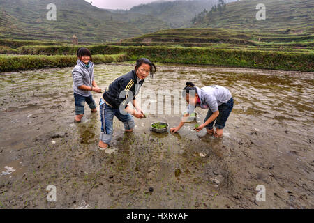 La province du Guizhou, Chine - 18 avril 2010 : Enfants d'agriculteurs, les jeunes filles d'âge scolaire sont occupés à planter des plants de riz en zones inondées fie Banque D'Images