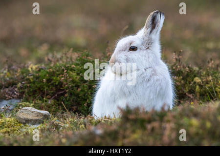 Close up de Lièvre variable (Lepus timidus) en hiver robe blanche à Heather Banque D'Images