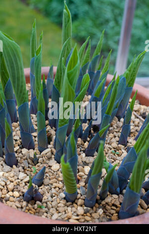 Gros plan de jeunes feuilles de hosta émergeant d'une argile pot avec une vinaigrette supérieure de gravier dans la serre Angleterre Royaume-Uni Grande-Bretagne Banque D'Images