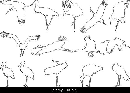 Vector art contour 14 cigognes dans différentes positions Illustration de Vecteur