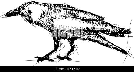 Stylo croquis à main vector illustration de crow Illustration de Vecteur