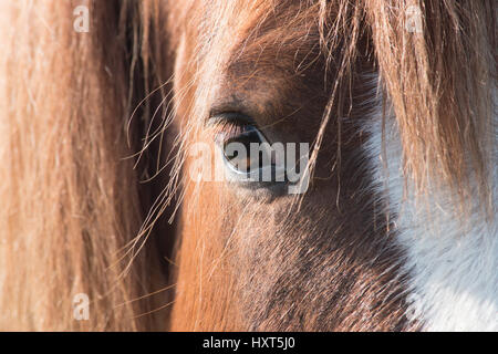 Close-up of horse's eye Banque D'Images