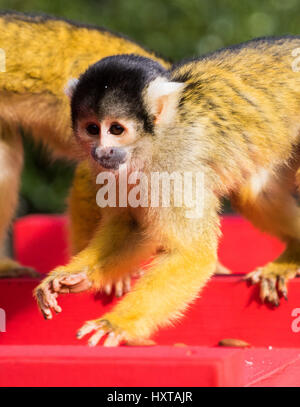 Londres, Royaume-Uni. 30 mars 2017. ZSL London Zoo's troupe de singes écureuils (Samiri boliviensis) célébrer le 35e anniversaire de Rod Campbell's children's book, cher Zoo, avec leur propre boîte de puzzle, sur mesure dans le style de l'ouvrage caisse rouge reconnaissable. Crédit : Paul Davey/Alamy Live News Banque D'Images