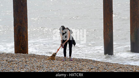 Brighton, UK. 30Th Mar, 2017. Un chien Walker sur la plage de Brighton sur la journée la plus chaude de l'année avec des températures devrait atteindre jusqu'à 21 degrés celsius dans certaines régions du pays, photographie prise par Simon Dack Crédit : Simon Dack/Alamy Live News Banque D'Images