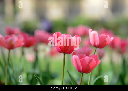 Londres, Royaume-Uni. 30Th Mar, 2017. Météo France : Les tulipes sont en fleur au soleil à St Luke's Gardens à Chelsea que les températures devraient augmenter de 21C, grâce à l'air chaud soufflant de l'Europe. Crédit : Stephen Chung/Alamy Live News Banque D'Images