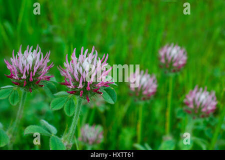 Gros plan sur le trèfle blanc Trifolium, parées de variegatum, une fleur sauvage dans la nature, en Californie, contre un arrière-plan vert Banque D'Images