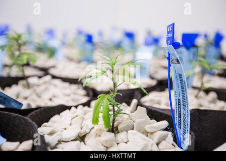 Un portrait de jeunes plants de cannabis poussant dans une culture hydroponique. Banque D'Images