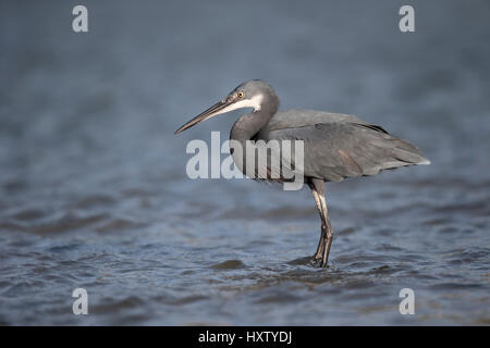 Western reef-heron Egretta gularis,, seul oiseau dans l'eau, de la Gambie, Février 2016 Banque D'Images