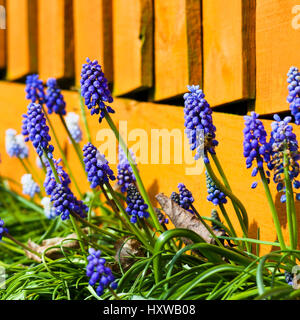 Muscari armeniacum. Muscaris, polinating abeille fleurs du jardin avec clôture orange Banque D'Images