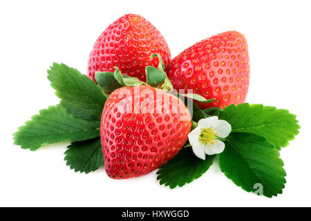 Les fraises organique plante avec des feuilles et fleurs sur fond blanc Banque D'Images