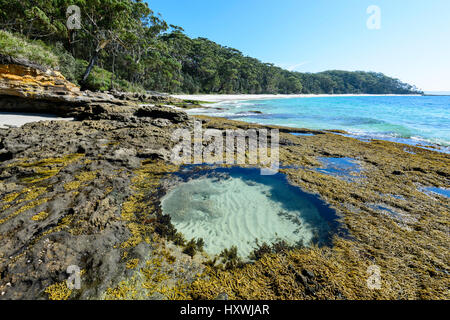 Rock circulaire extérieure et de l'algue à Murray's Beach, parc national Booderee, Jervis Bay, New South Wales, NSW, Australie Banque D'Images