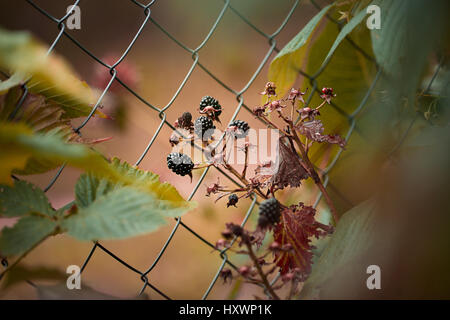 Bush Blackberry croissant dans le jardin. Image tonique froid.Blackberry plante avec des baies et des feuilles vertes dans le jardin et sur le terrain.background Banque D'Images