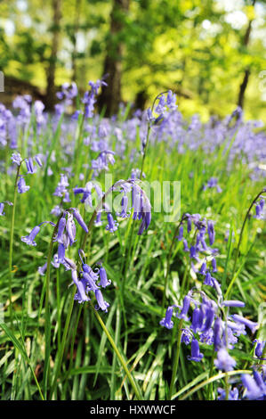 Jacinthes dans un yorkshire, uk forestiers Banque D'Images