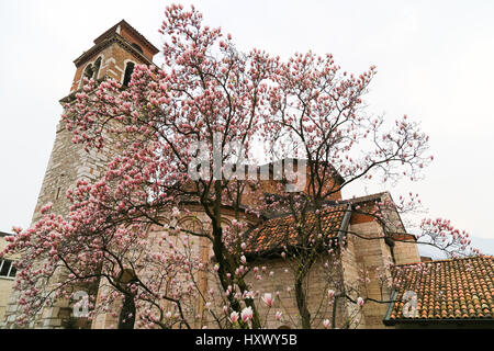 Trento, Italie - 21 mars 2017 : l'église de San Lorenzo avec un grand magnolia arbre en face d'elle. Banque D'Images