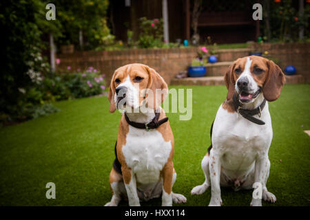 Quelques beagles ayant du plaisir à jouer dans le jardin Banque D'Images